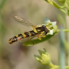 Attēlu rezultāti vaicājumam “Thesium ebracteatum”