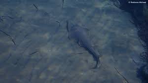 Image result for Pseudobatos lentiginosus