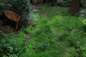 Attēlu rezultāti vaicājumam “Carex remota leaf”