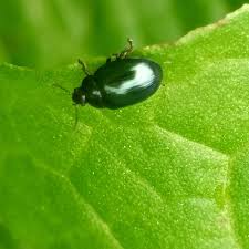 Attēlu rezultāti vaicājumam “Phaedon cochleariae”