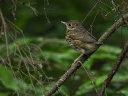 Attēlu rezultāti vaicājumam “Turdus philomelos juvenile”