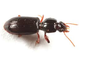 Attēlu rezultāti vaicājumam “Clivina fossor”