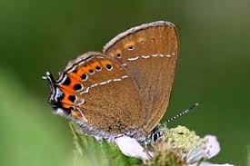 Attēlu rezultāti vaicājumam “Satyrium pruni”