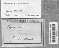 Attēlu rezultāti vaicājumam “Lamproderma gulielmae”