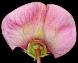 Attēlu rezultāti vaicājumam “Lathyrus sylvestris flower”