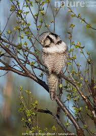 Image result for Surnia ulula