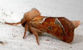 Attēlu rezultāti vaicājumam “Hepialus sylvina female”