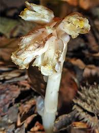Attēlu rezultāti vaicājumam “Monotropa hypopitys bud”