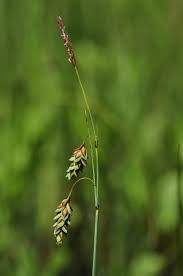 Attēlu rezultāti vaicājumam “Carex limosa”