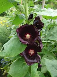 Image result for Alcea rosea nigra