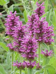 Attēlu rezultāti vaicājumam “Stachys officinalis leaf”