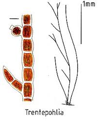 Attēlu rezultāti vaicājumam “Trentepohlia sp.”