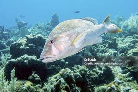 Image result for Lutjanus jocu