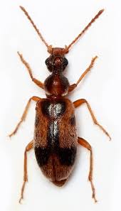 Attēlu rezultāti vaicājumam “Notoxus monoceros”