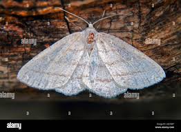 Attēlu rezultāti vaicājumam “Cabera pusaria”