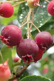 Attēlu rezultāti vaicājumam “Amelanchier spicata fruit”