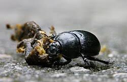 Attēlu rezultāti vaicājumam “Geotrupes stercorarius”