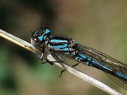 Attēlu rezultāti vaicājumam “Coenagrionidae”