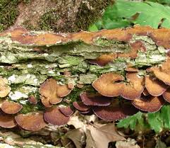 Attēlu rezultāti vaicājumam “Trichaptum biforme”