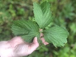 Attēlu rezultāti vaicājumam “Fragaria viridis leaf”
