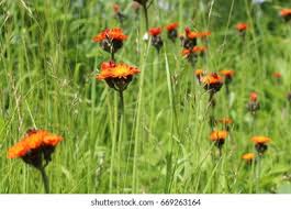 Attēlu rezultāti vaicājumam “Pilosella aurantiaca flower”