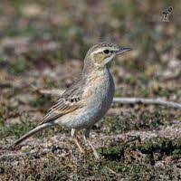 Image result for Anthus campestris