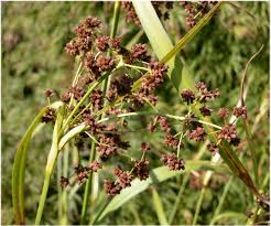 Attēlu rezultāti vaicājumam “Scirpus sylvaticus”