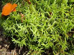 Attēlu rezultāti vaicājumam “Pseudoscleropodium purum”