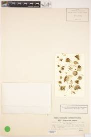 Attēlu rezultāti vaicājumam “Pogonatum nanum”