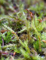 Attēlu rezultāti vaicājumam “Callicladium haldanianum”