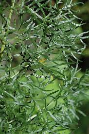 Attēlu rezultāti vaicājumam “Umbelliferae”