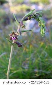 Attēlu rezultāti vaicājumam “Epipactis atrorubens bud”