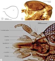 Attēlu rezultāti vaicājumam “Orthosia miniosa imago”