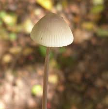 Attēlu rezultāti vaicājumam “Mycena filopes”