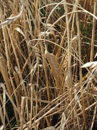 Attēlu rezultāti vaicājumam “Hordeum vulgare fruit”