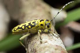 Attēlu rezultāti vaicājumam “Saperda scalaris”