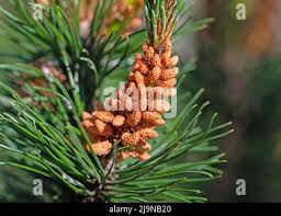 Attēlu rezultāti vaicājumam “Pinus mugo male flower”