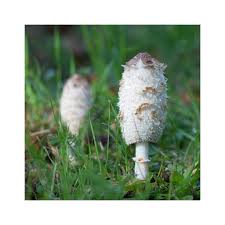 Image result for coprinus