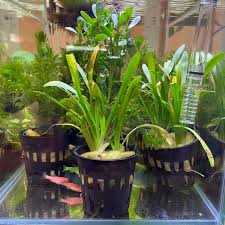 「水蘭」的圖片搜尋結果