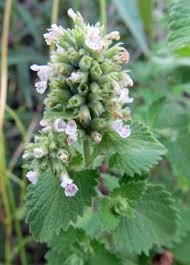 Image result for Nepeta cataria