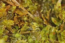 Attēlu rezultāti vaicājumam “Riccardia palmata”