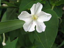 Image result for Mirabilis jalapa