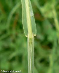 Attēlu rezultāti vaicājumam “Bromus hordeaceus subsp. hordaceus fruit”