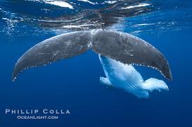 Image result for Megaptera novaeangliae