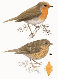 Attēlu rezultāti vaicājumam “Erithacus rubecula”