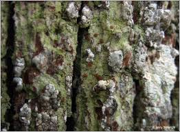 Attēlu rezultāti vaicājumam “Bacidia rubella”