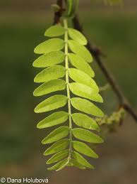 Attēlu rezultāti vaicājumam “Gleditsia triacanthos leaf”