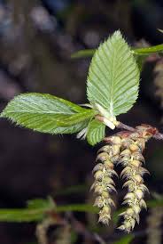 Attēlu rezultāti vaicājumam “Carpinus betulus female flower”