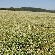 Attēlu rezultāti vaicājumam “Fagopyrum esculentum”