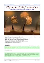 Attēlu rezultāti vaicājumam “Physarum viride var. aurantium”